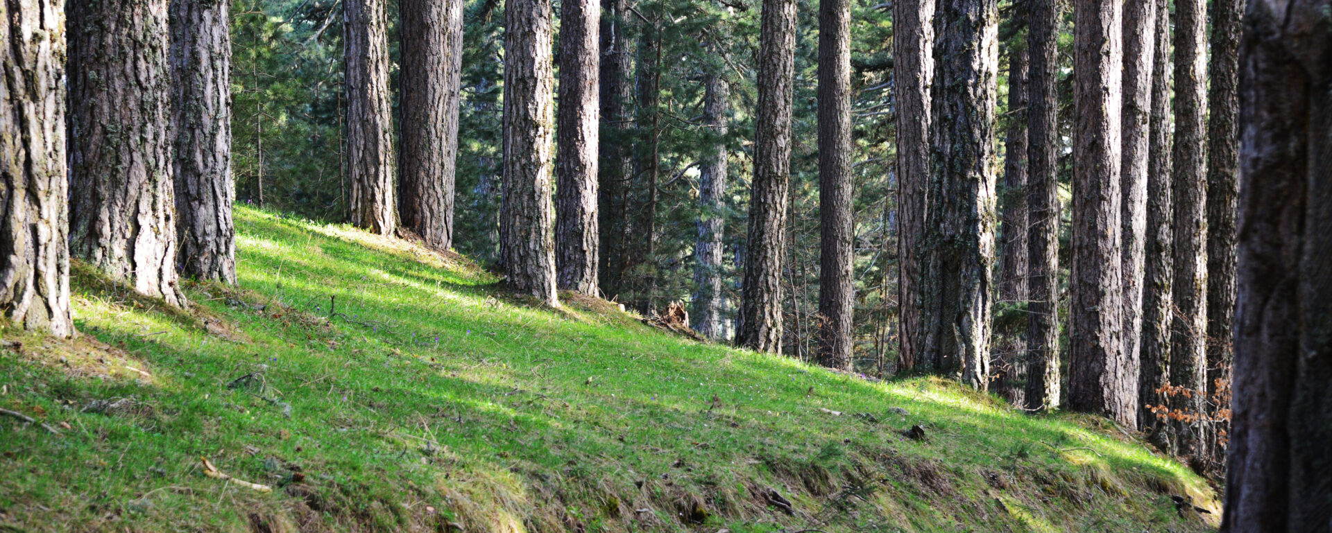 Riserva Naturale Gariglione Pisarello Raggruppamento